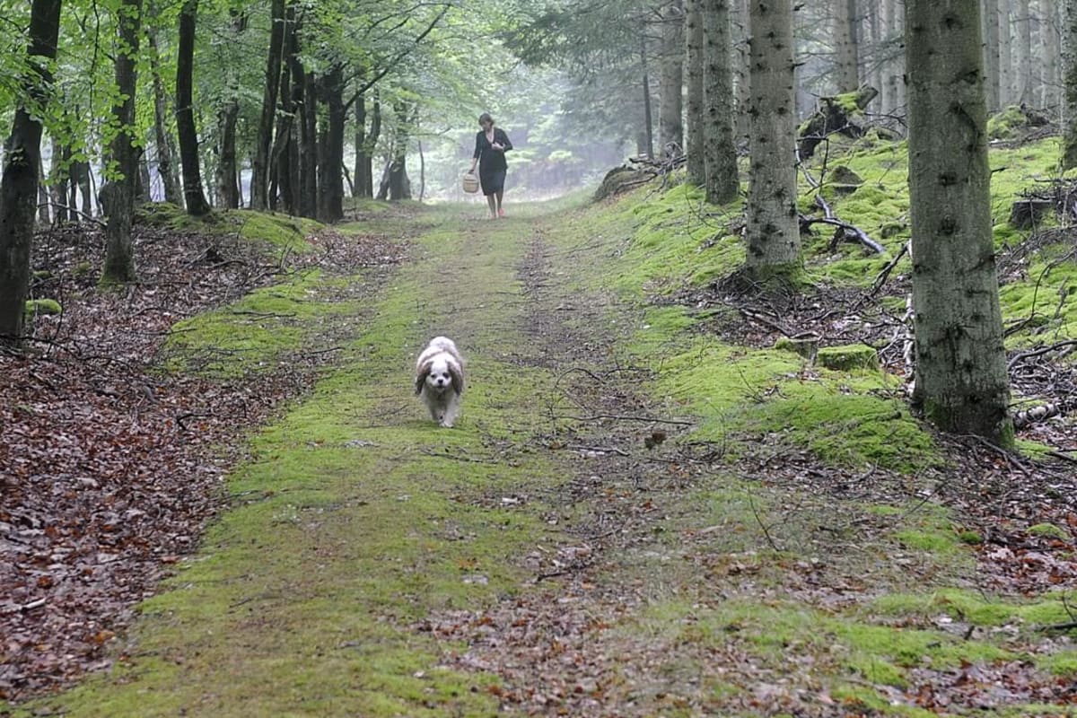 Hvordan Begrænsning ønskelig Ferienhaus Henne Strand mit Hund: Top Deals > Jetzt buchen