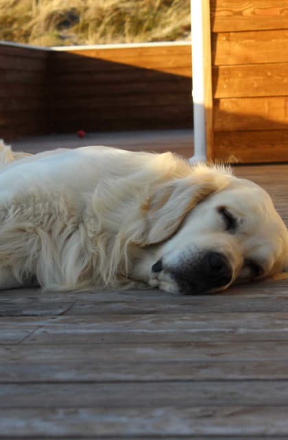 Hvordan Begrænsning ønskelig Ferienhaus Henne Strand mit Hund: Top Deals > Jetzt buchen