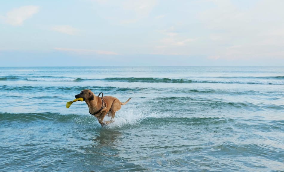 Urlaub mit Hund Dänemark Urlaub mit Hund Nordsee