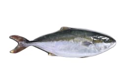 Hiramasa, ASC Dansk Yellowtail 2-3 kg
