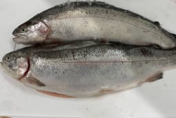 Regnbåge 3kg+