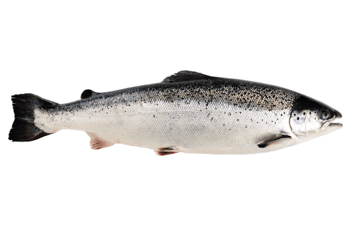 Laks, 5/6kg ASC Danske