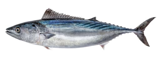 Bonito Hel