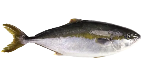 Hiramasa