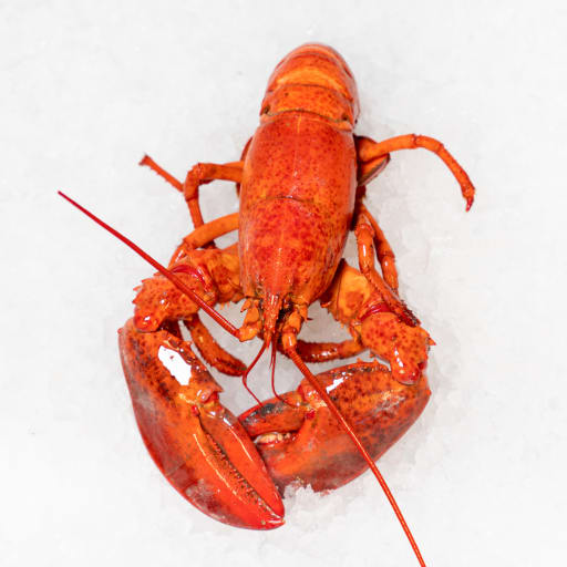 Hummer Svensk kokt