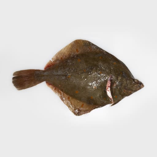 Rödspätta jumbo hel