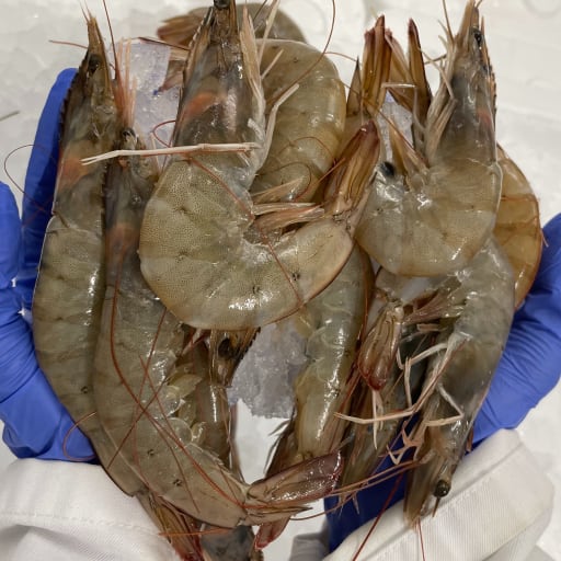 Vannameiräkor 30-40 kokt Refresh