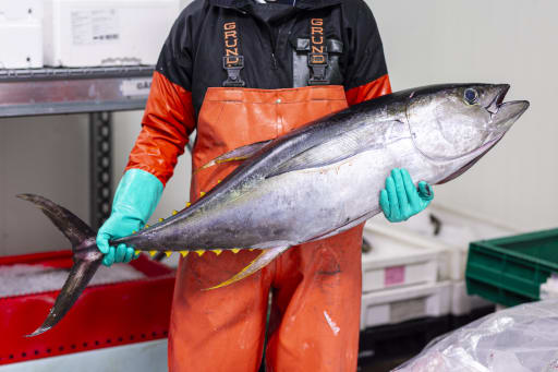 Tonfisk hel