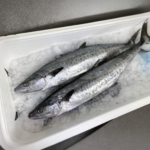 Kungsmakrill hel 2-4 kg styck