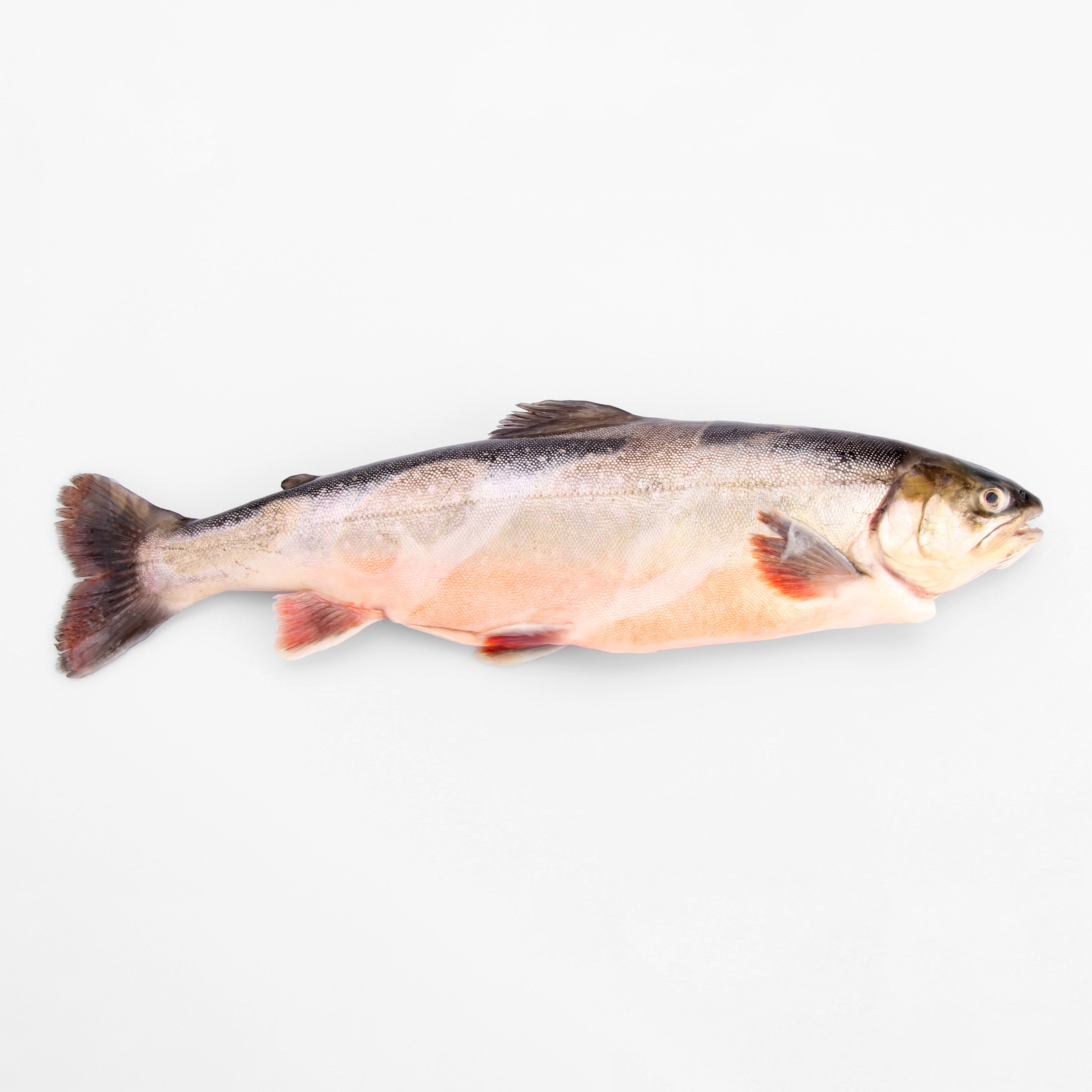 Ulf Röding Röding 600g+