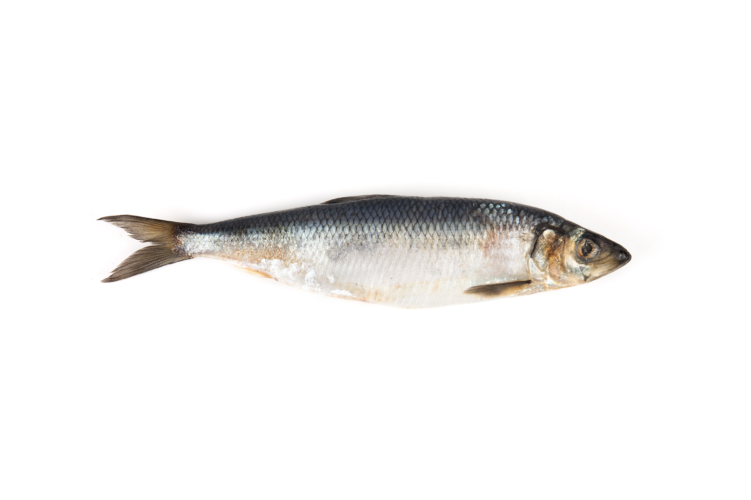 Strömming(Sill)