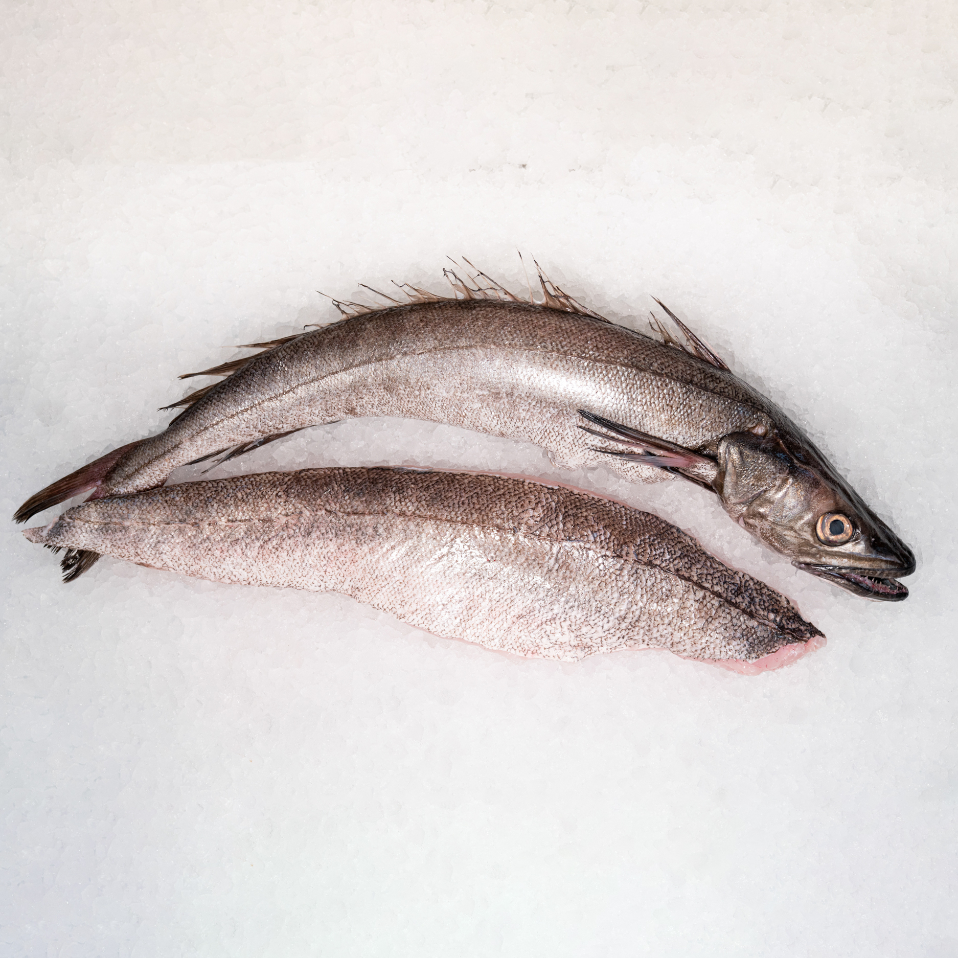 Kummal Fish Kummel