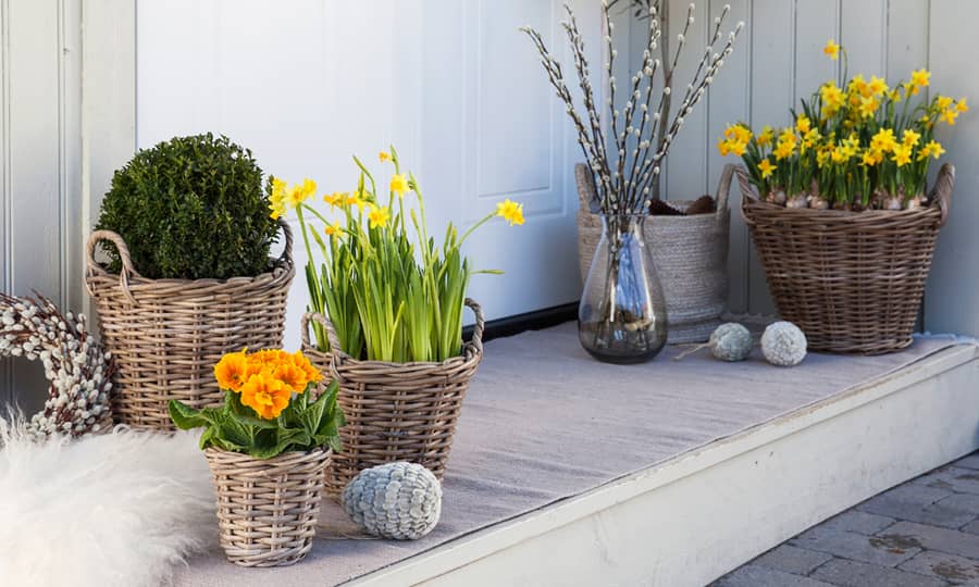 Friske vårblomster som skinner om kapp