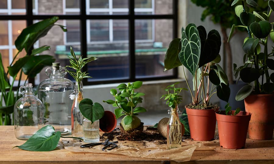 Et hav av friske, grønne planter