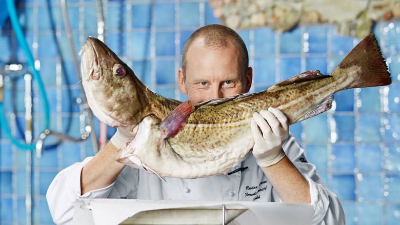 Gratis dating masse fisk
