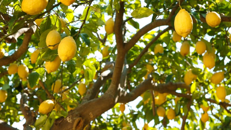 Istockphoto