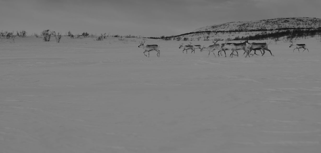 Finnmark Rein