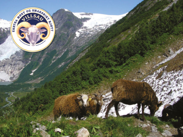 Fjorårslam av villsau