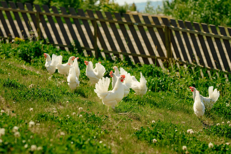 Vilje egg høner.jpg