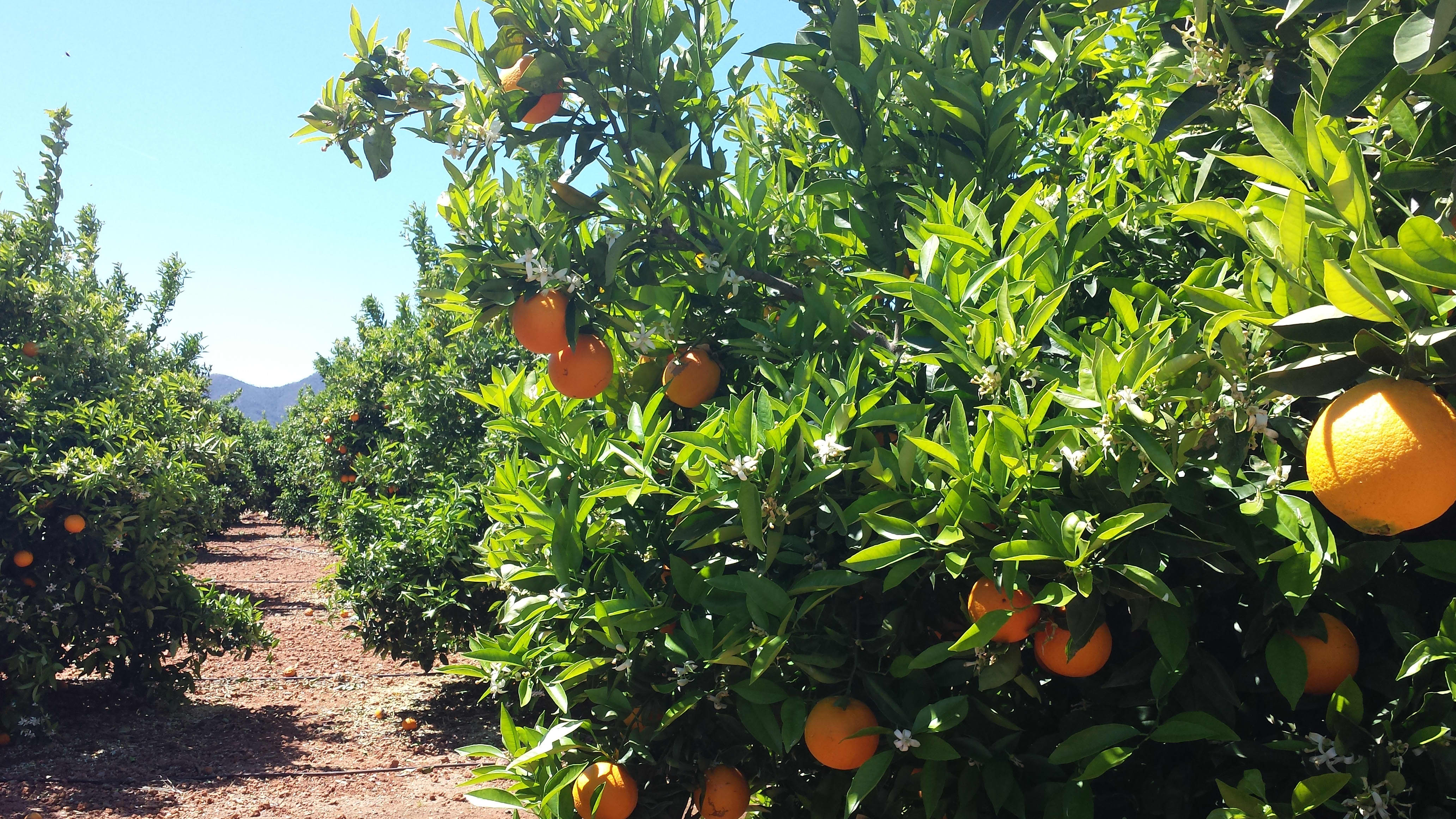 Bare de ytterste appelsinene på solsiden av appelsintreet er med i vurderingen om å bli en Cevita-appelsin.