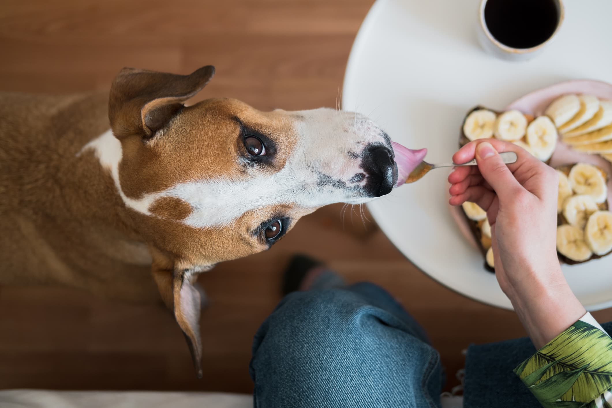 Hund spiser banan