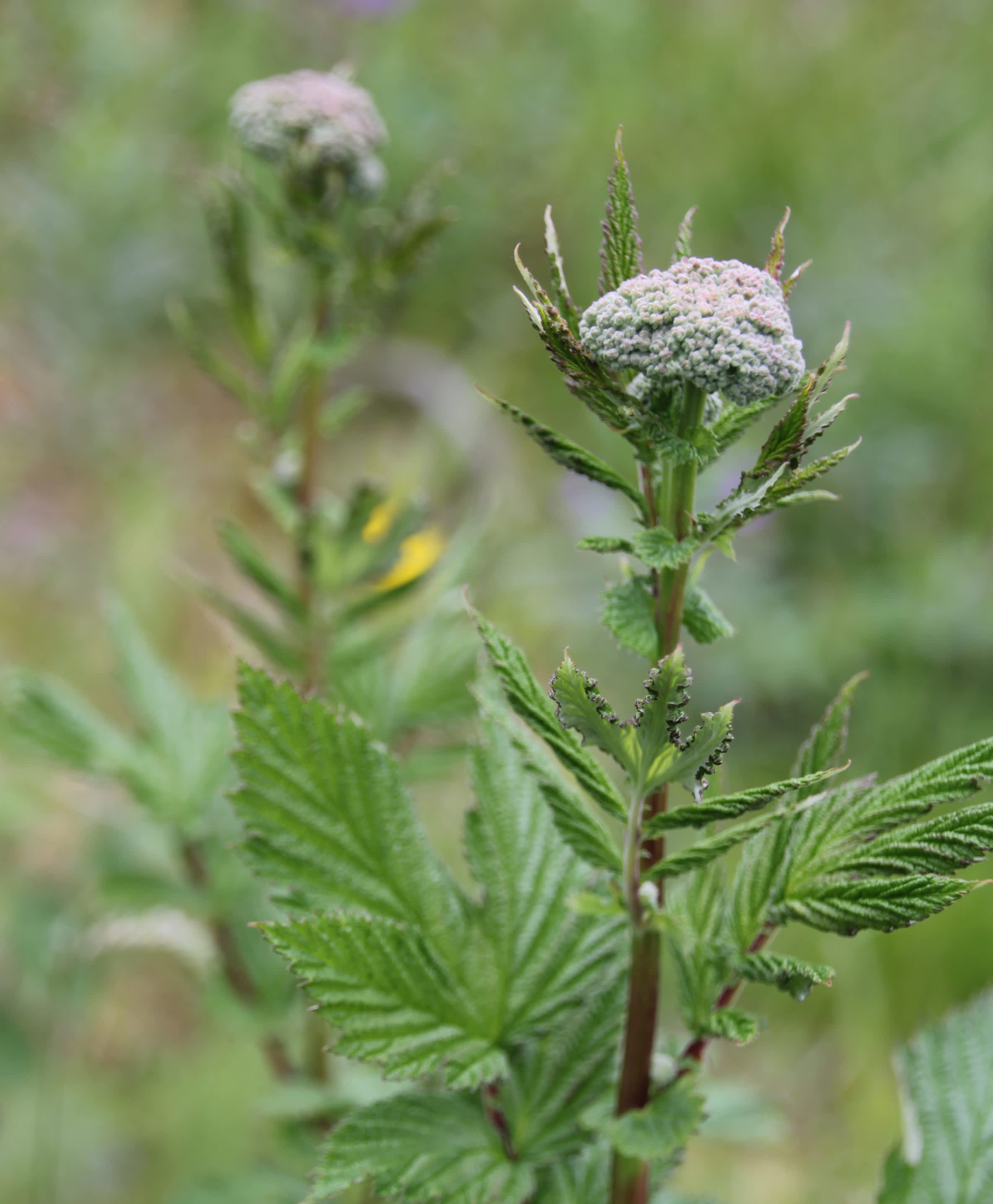 Mjødurt har en helt spesiell duft. Prøv å knip av de hvite blomstene mellom fingrene og lukt.