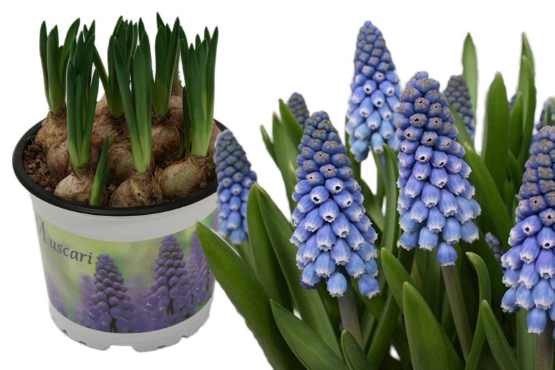 Muscari i Potte