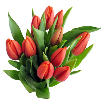 Tulipaner 10stk