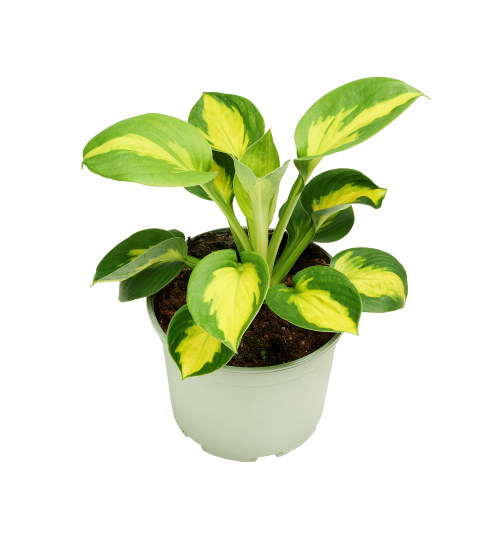 Hosta 17cm