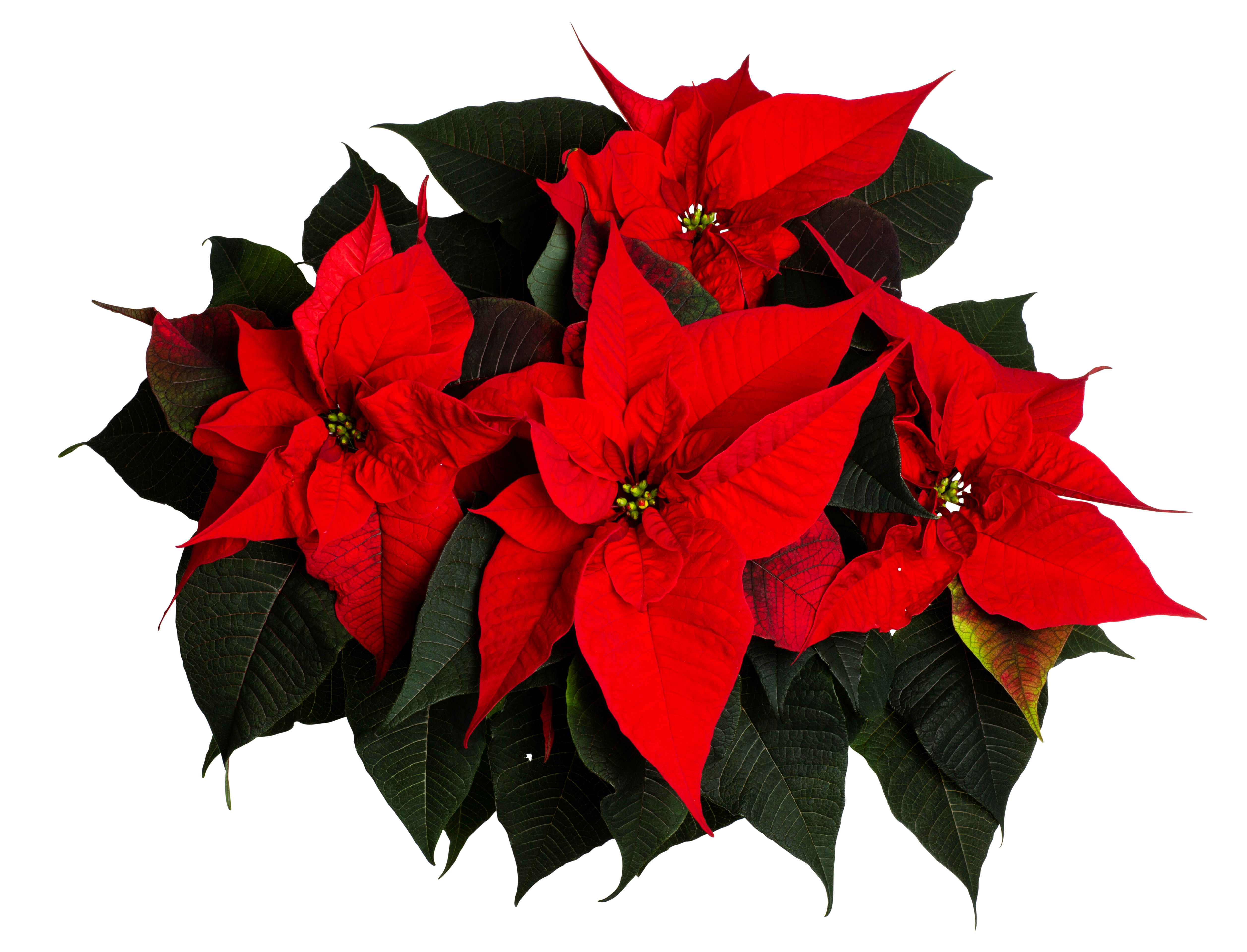 Julestjerne Flergrenet