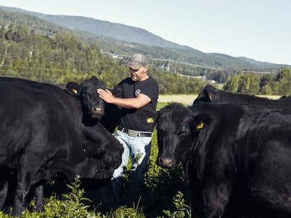 Avler Angus av første klasse