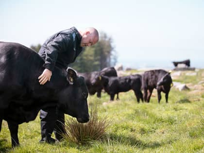 Kjøtt av norsk Angus - rødt kjøtt med god samvittighet