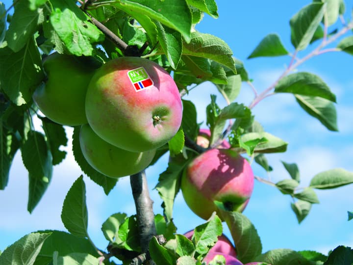 Nyt Norge-merket finner du på alt fra frukt og grønnsaker til kjøtt og pålegg