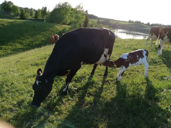 At ku og kalv får gå sammen lenge er både godt for kuene og kalvene. 