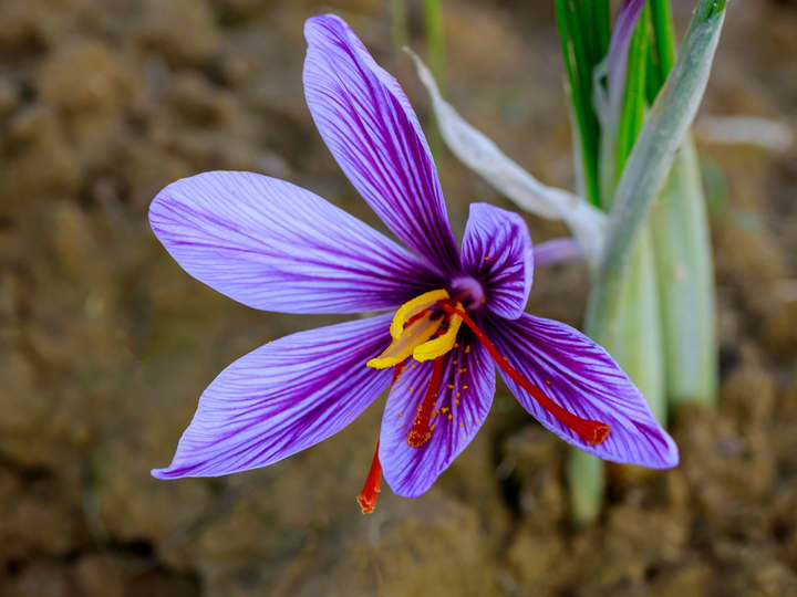 Disse lange, rødoransje trådene er det som tørkes og blir til safran.