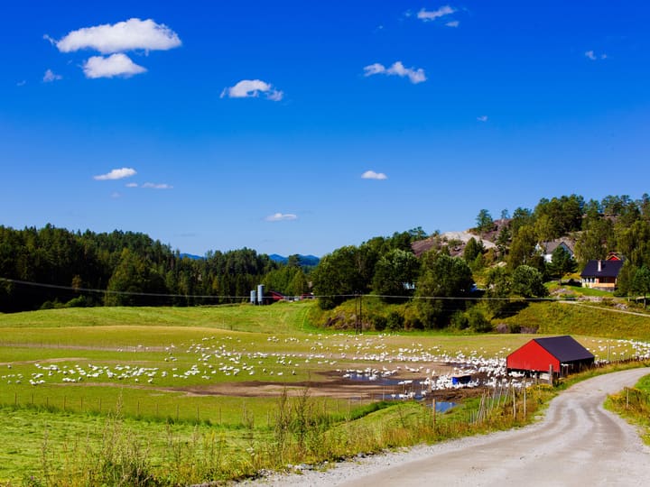 På Holte gård i Drangedal kommune i Telemark er all innmark økologisk drevet og alt er kortreist – med mindre stress og skader på dyrene som en gevinst ved å tenke dyrevelferd.