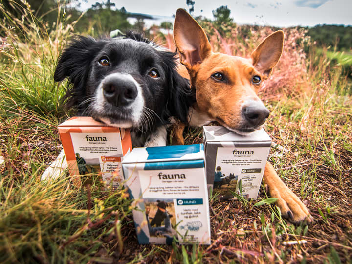 Border collien Ollie og podenco andaluzen Popsy er Faunas firbente ambassadører. 