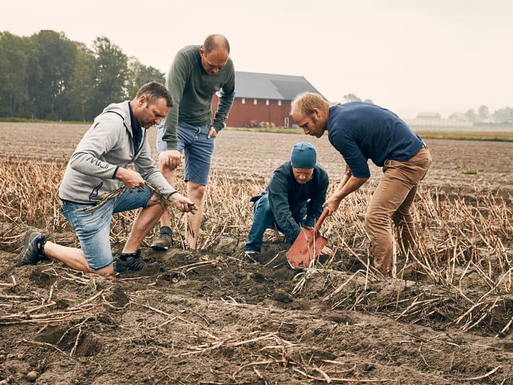 Alt må klaffe når man skal produsere små og delikate poteter med mye smak.