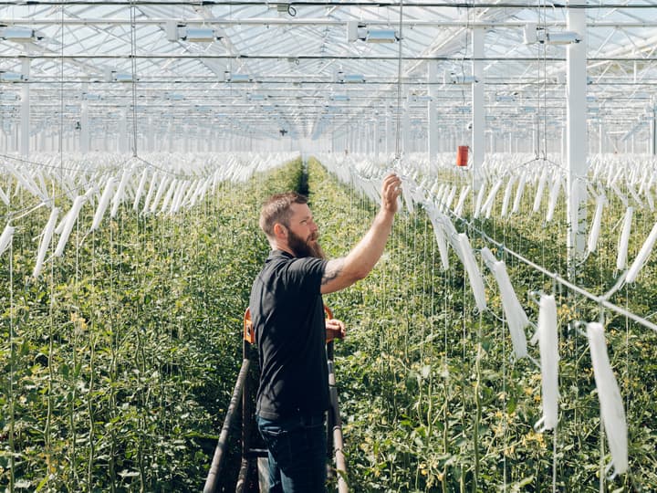 Takket være drivhus kan du nyte norske tomater året rundt.