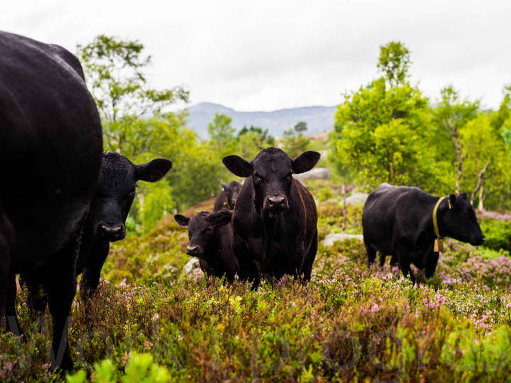 Angusen spiser mye urter og gress, og trives i ulendt terreng.