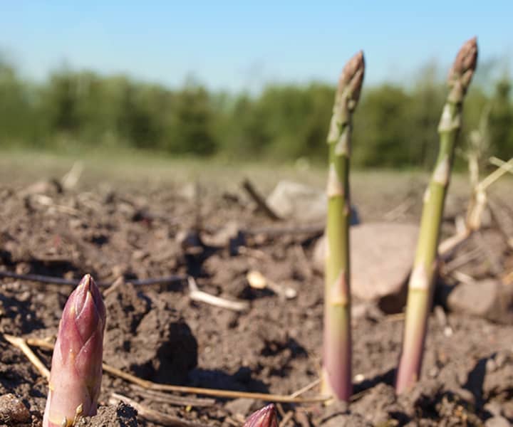 Når skuddene stikker opp av jorden er de lilla, men blir fort grønne når sollyset treffer