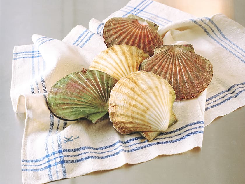 Slik åpner og renser du kamskjell