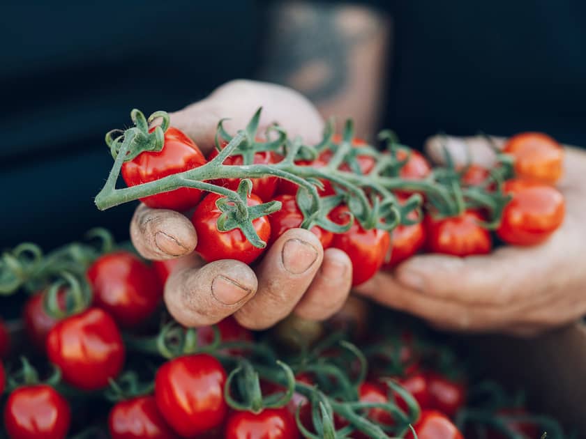 Dette er de ulike norske tomatene 