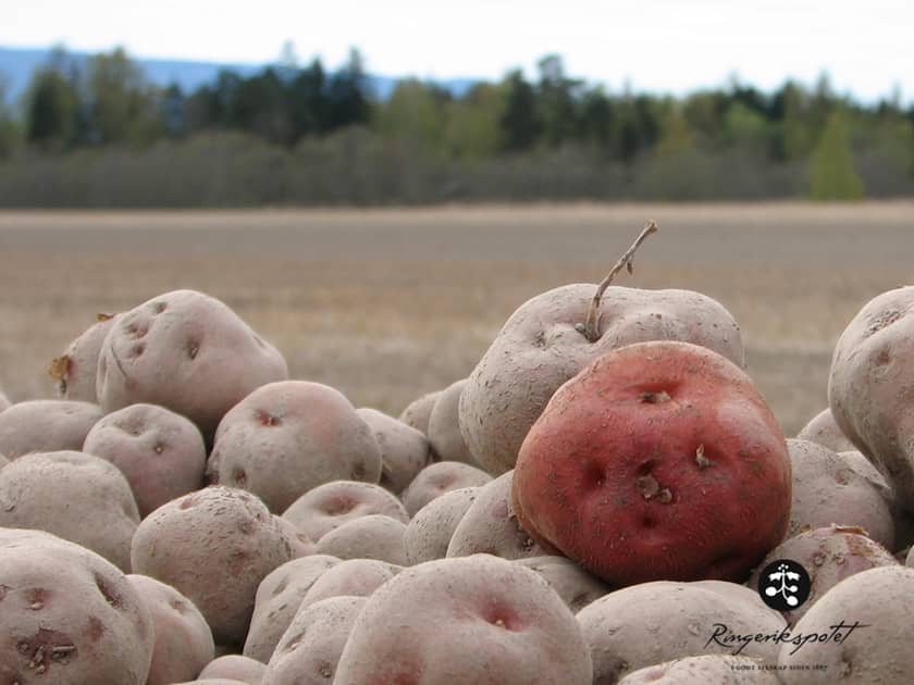 Ringerikspotet - Ringerike