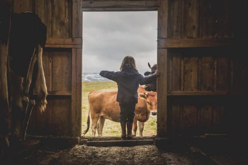 Rueslåtten Ysteri - Hol i Hallingdal