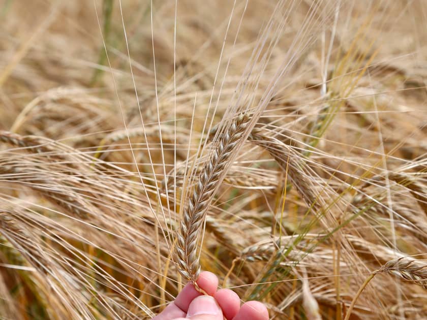 Hveteallergi, hveteintoleranse og cøliaki