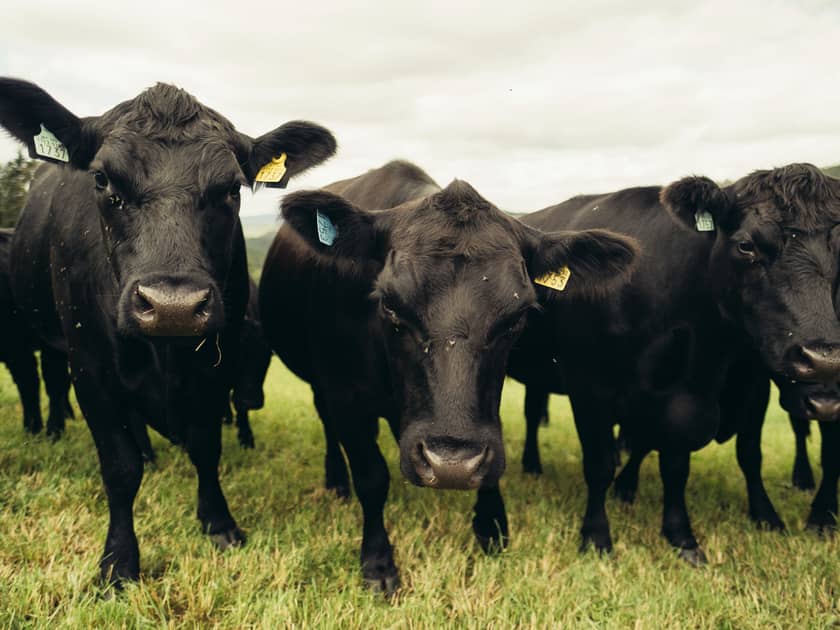 Fraflyttet småbruk ble Angusgård
