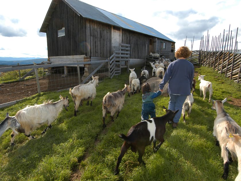 Kvitlin - mild og hvit