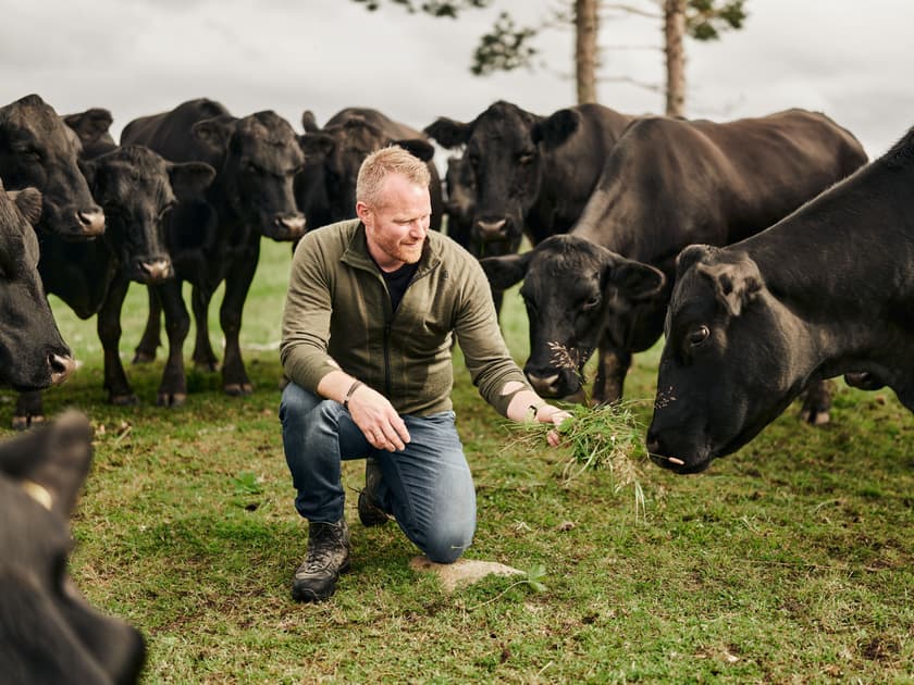 Satset stort på Angus