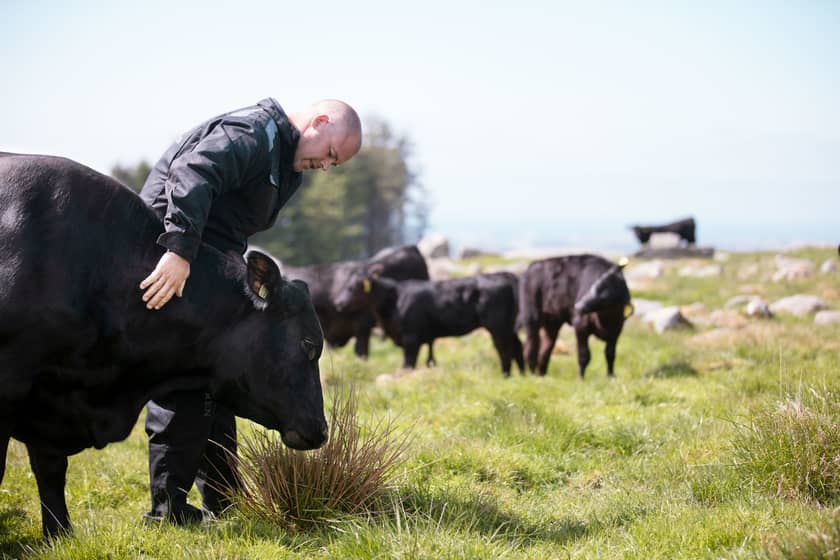 Kjøtt av norsk Angus - rødt kjøtt med god samvittighet